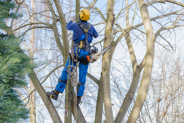 How Our Tree Care Process Works  in  Broken Bow, NE