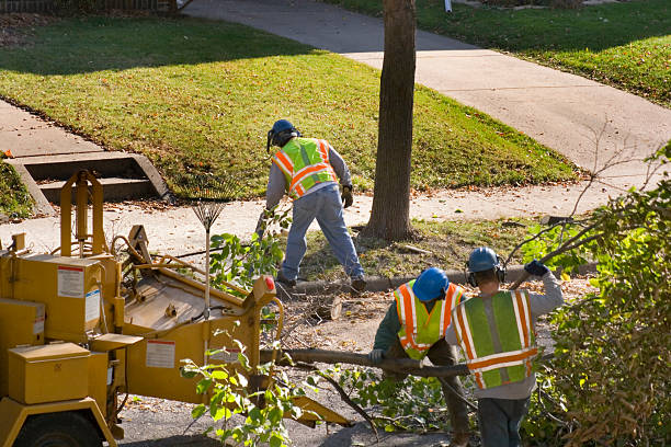 Professional Tree Services in Broken Bow, NE
